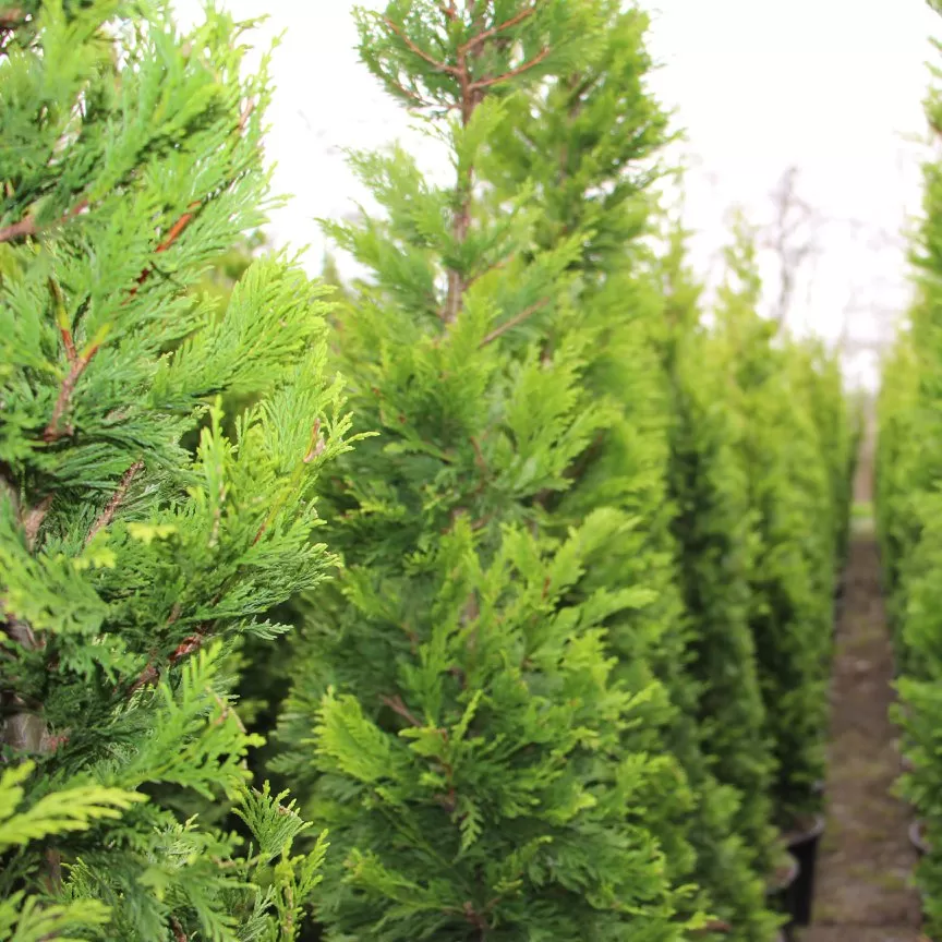 Osmanlı Şimşiri Fidanı