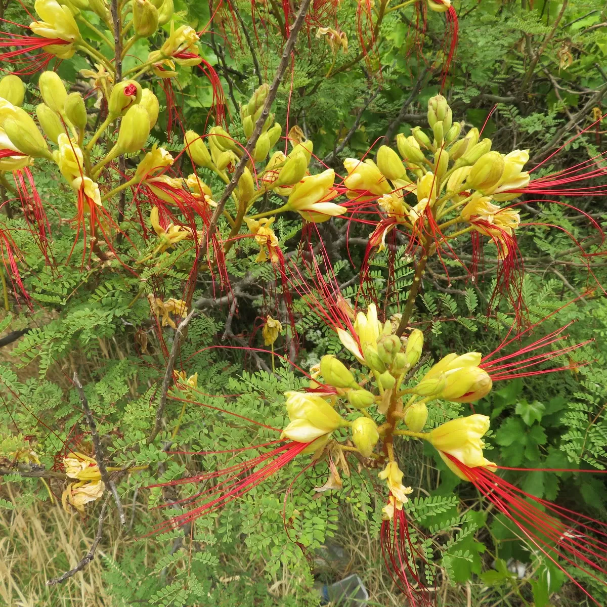 Paşa Bıyığı Ağacı