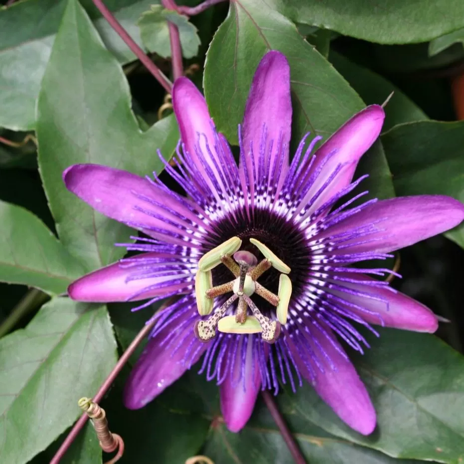 Passiflora Sarmaşığı