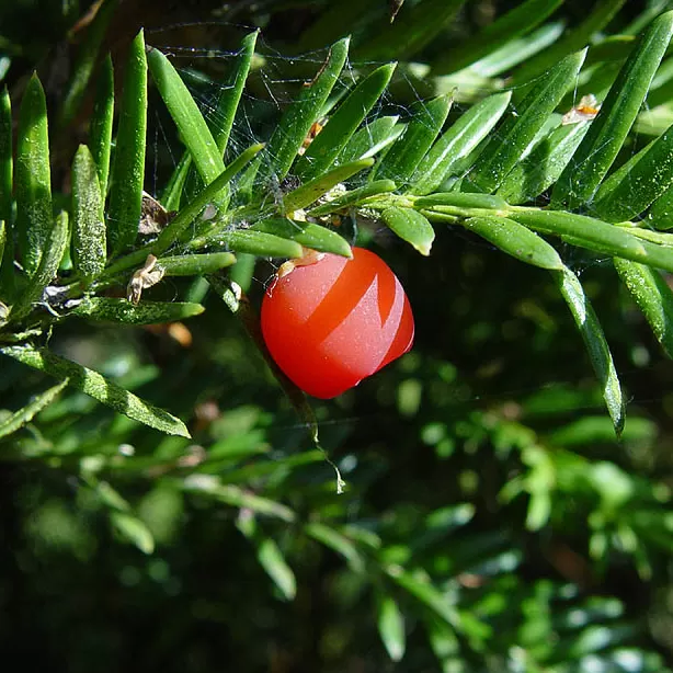 Porsuk Ağacı Fidanı