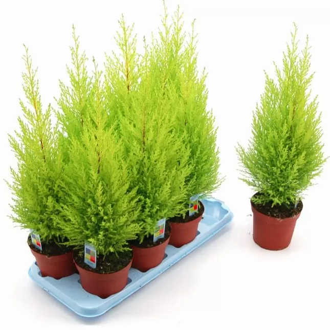 Servi Ağacı Fidanı