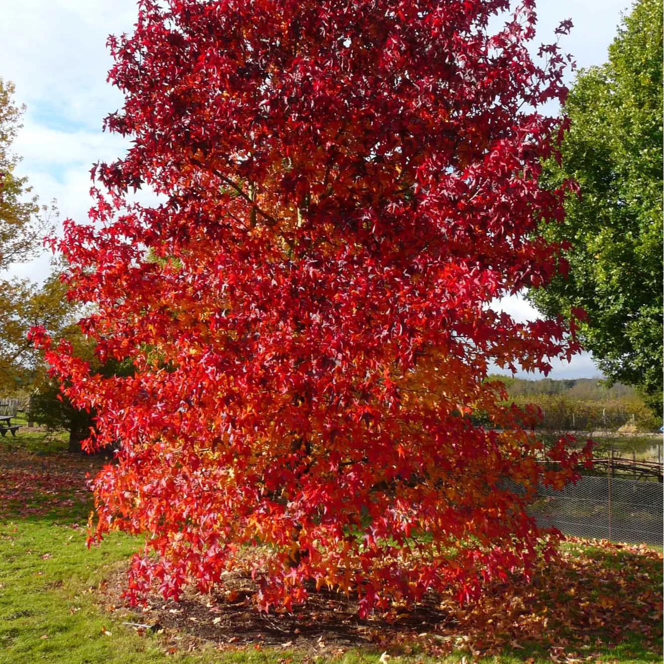 Sığla Ağacı Fidanı
