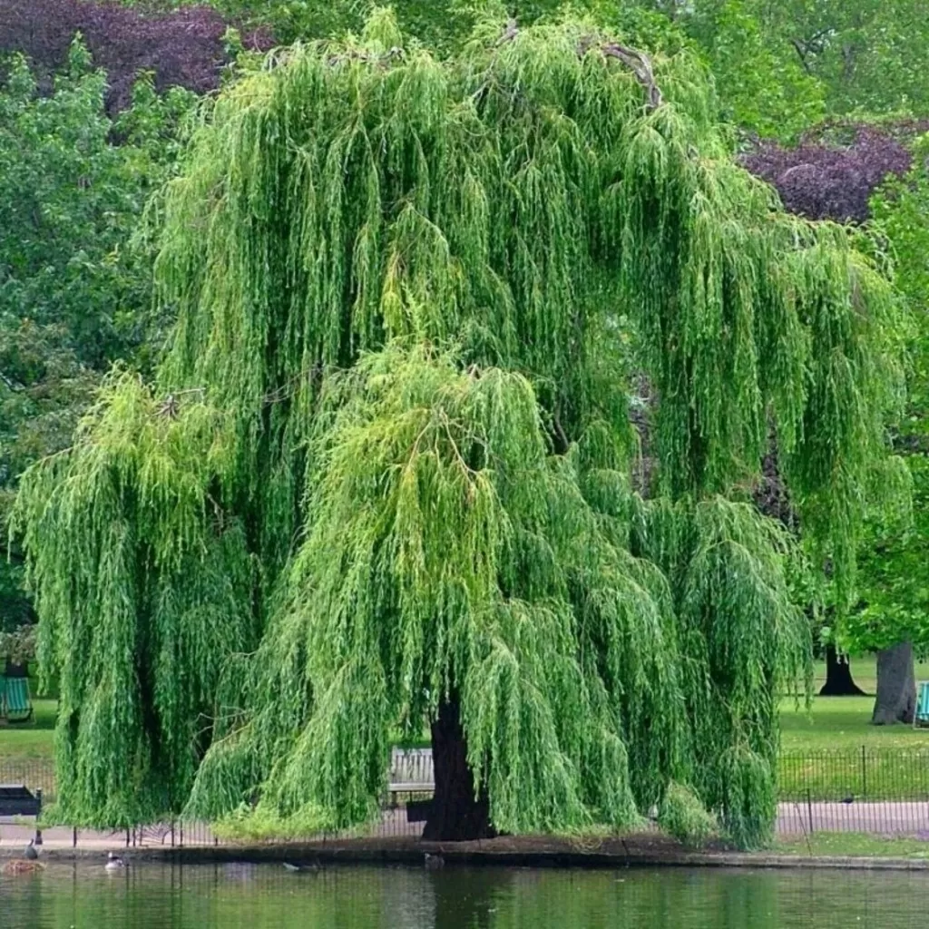 Söğüt Ağacı Fidanı