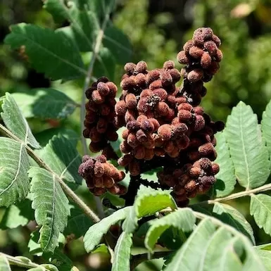 Sumak Ağacı Fidanı