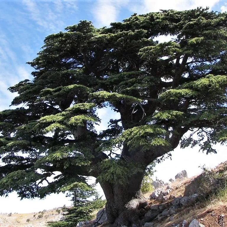 Toros Sediri Ağacı Fidanı