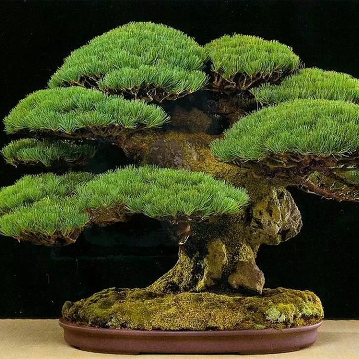 Bonsai Hazır Bitki