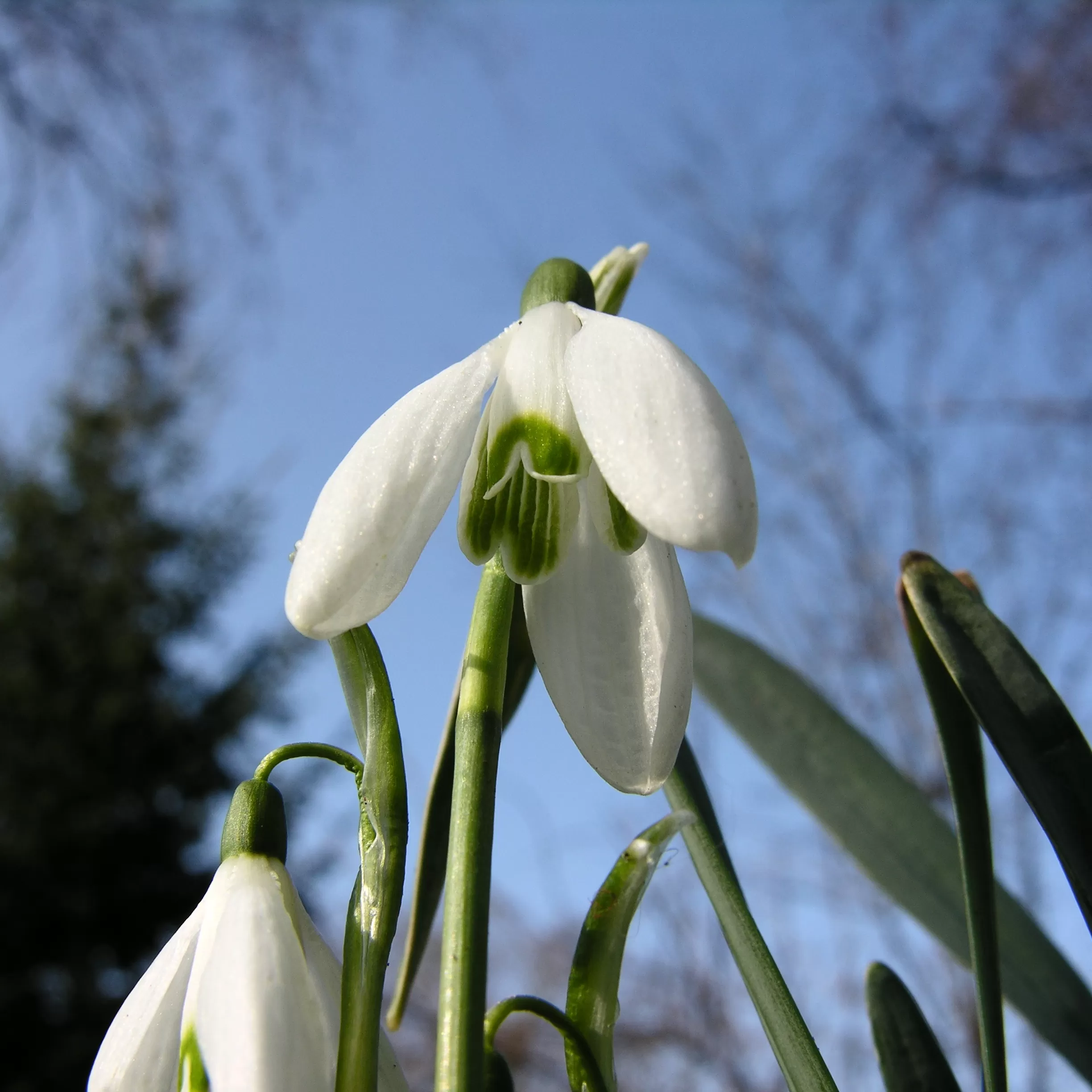 Galanthus