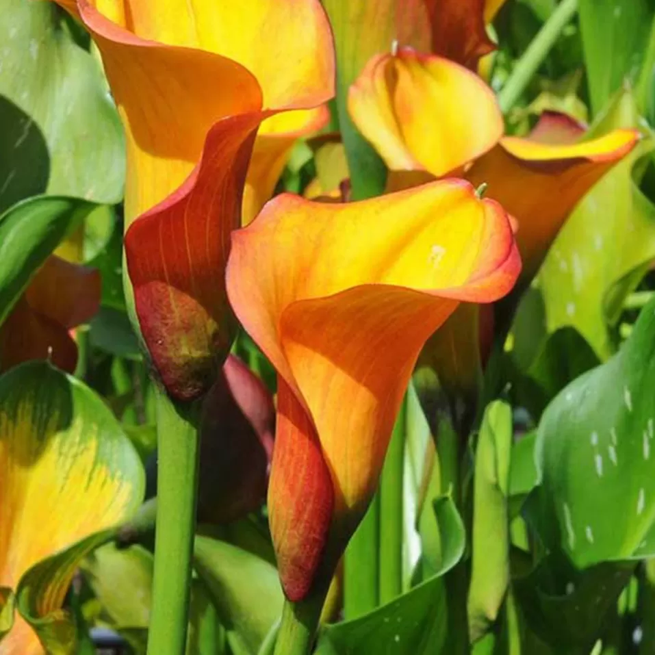 Calla Gala Çİçeği Soğanı