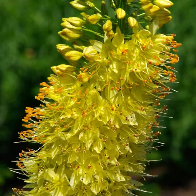 Eremurus Süs Kamçısı Çiçeği Soğanı