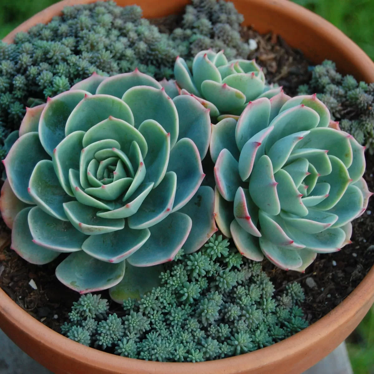 Sukulent Çeşitleri