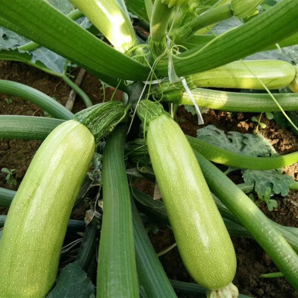 Kabak Fidesi