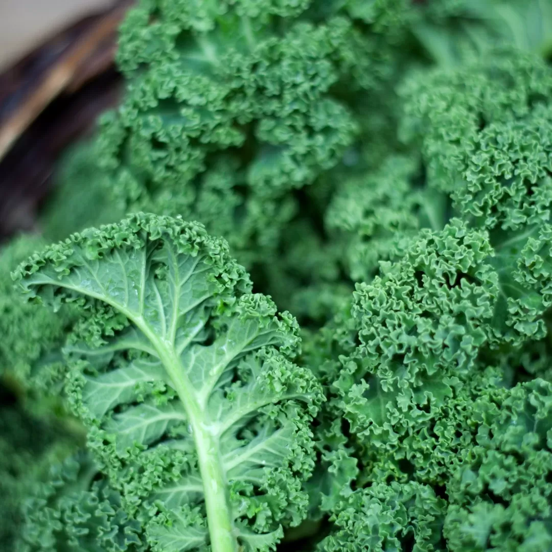 Kale Fidesi