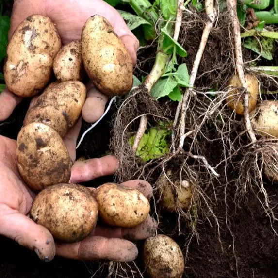 Patates Fidesi