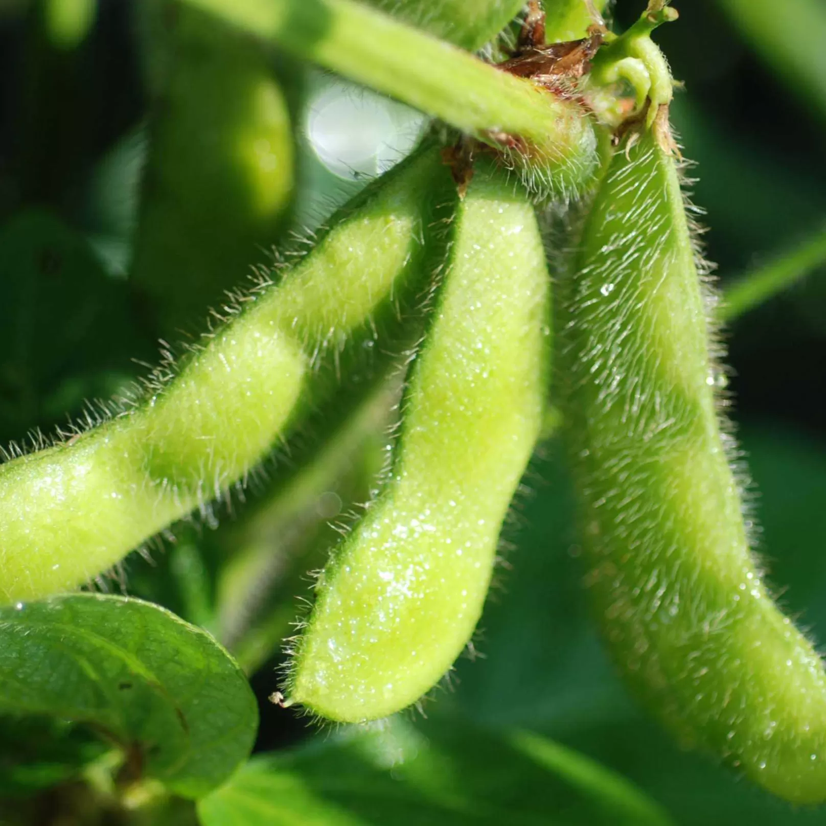 Soya Fasulyesi Fidesi