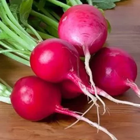 Turp Fidesi