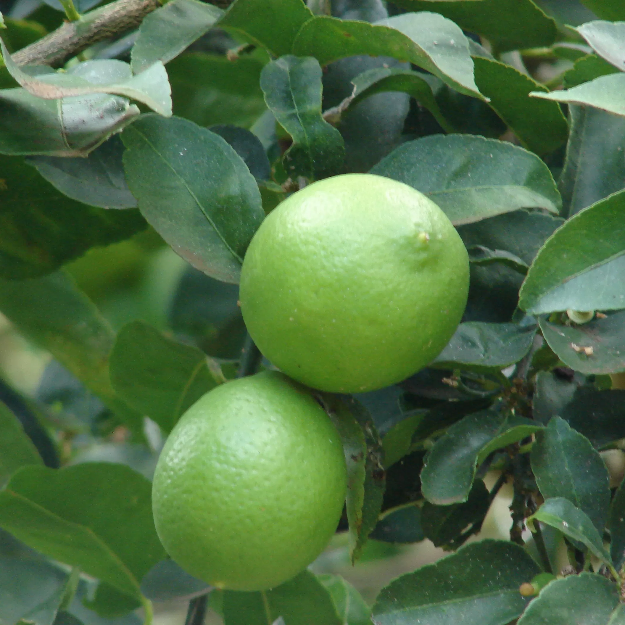 Lime Fidanı