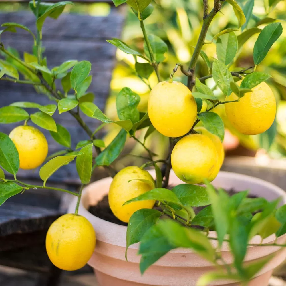 Limon Fidanı