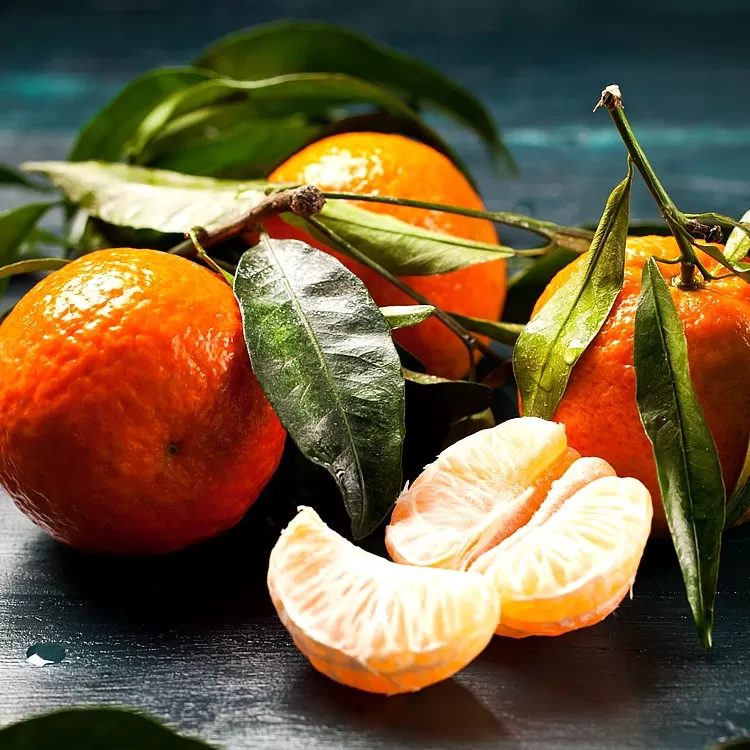 Mandalina Fidanı