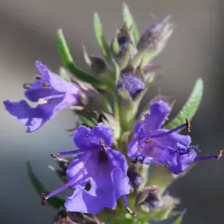 Çördük Otu Fidesi