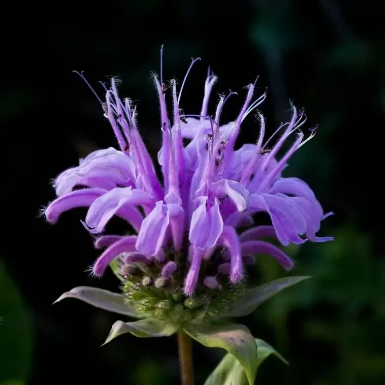 Bergamot Çiçeği