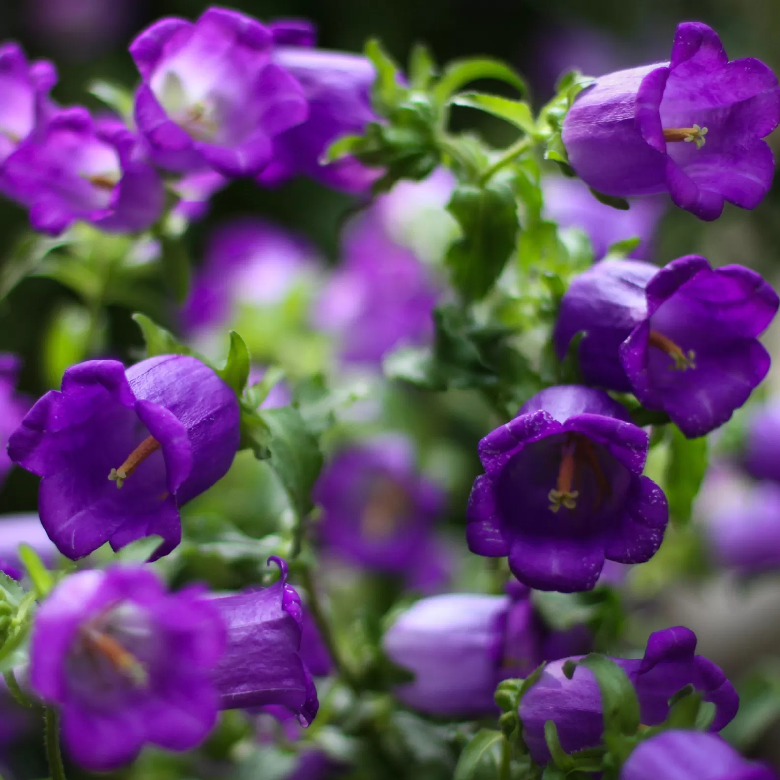 Çan(Campanula) Çiçeği
