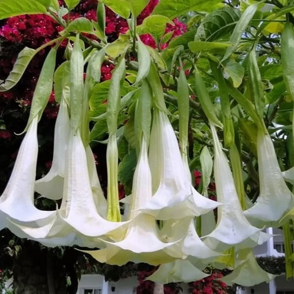 Datura Cennet Borazanı Çiçeği