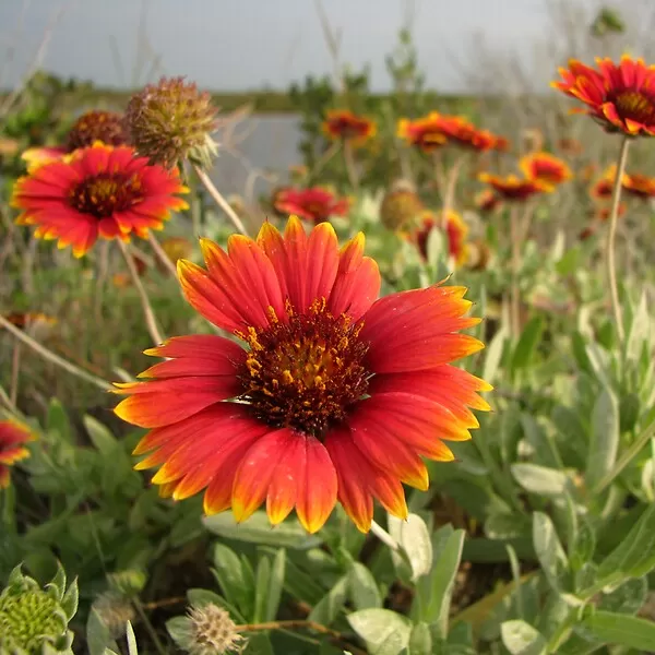 Gaillardia(Gayret) Çiçeği