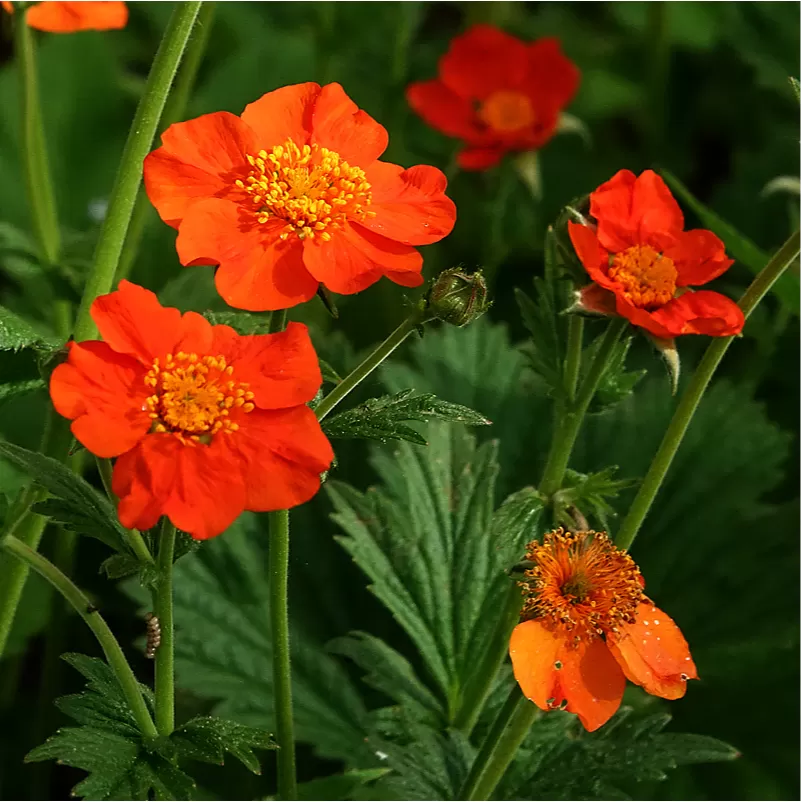 Geum(Kafide) Çiçeği