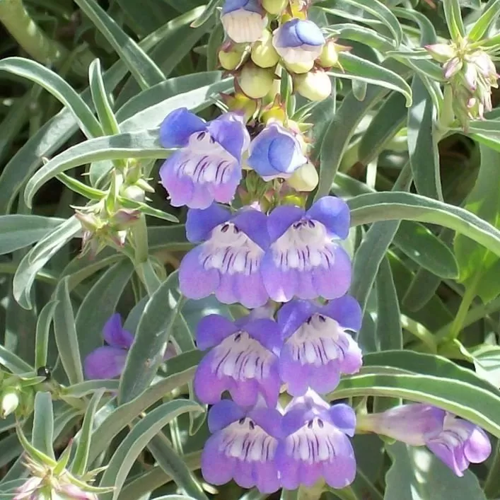 Penstemon Çiçeği Tohumu