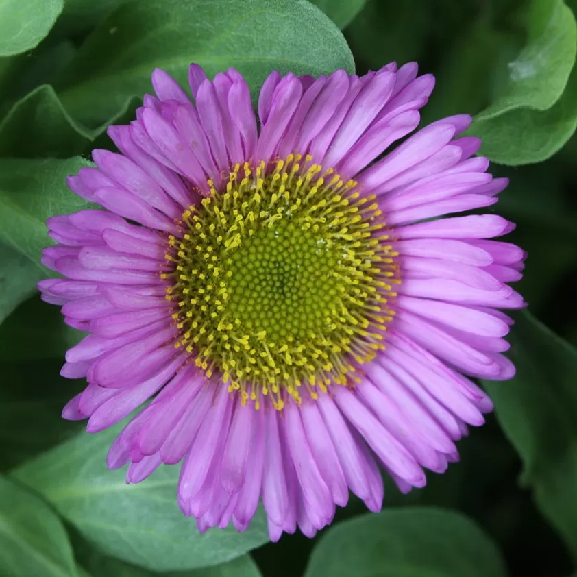 Erigeron Çiçeği