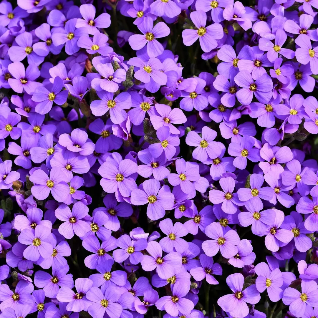 Aubrieta Çiçeği