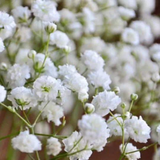 Bahar Yıldız(Gypsophila)