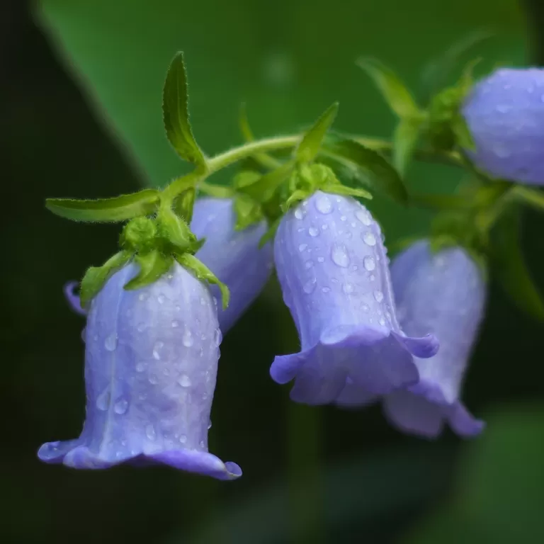 Çan(Campanula) Çiçeği