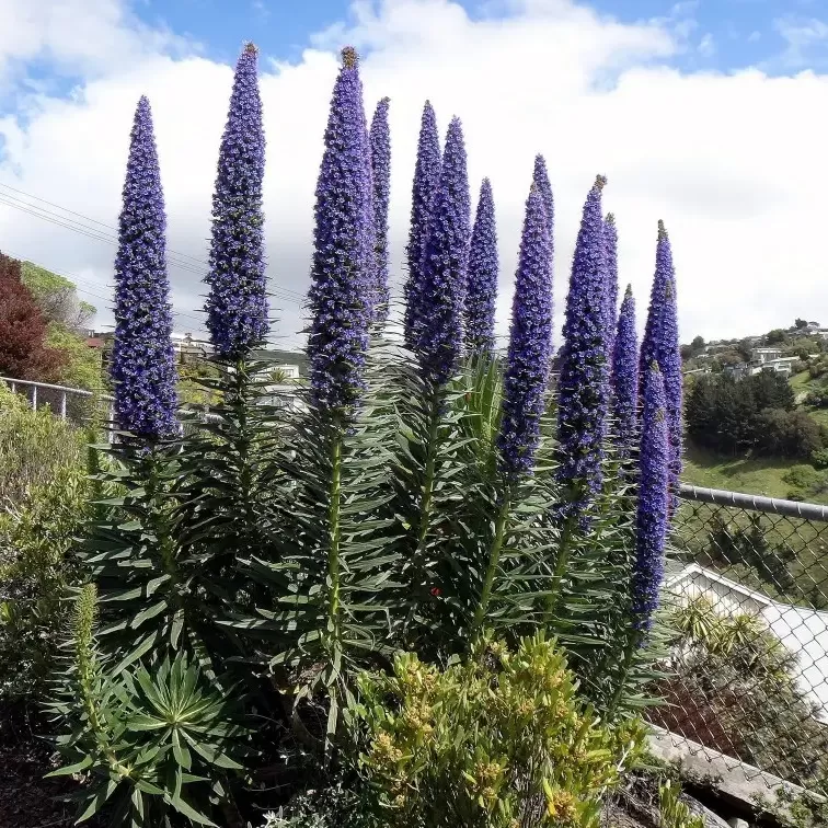 Echium Çiçeği Tohumu