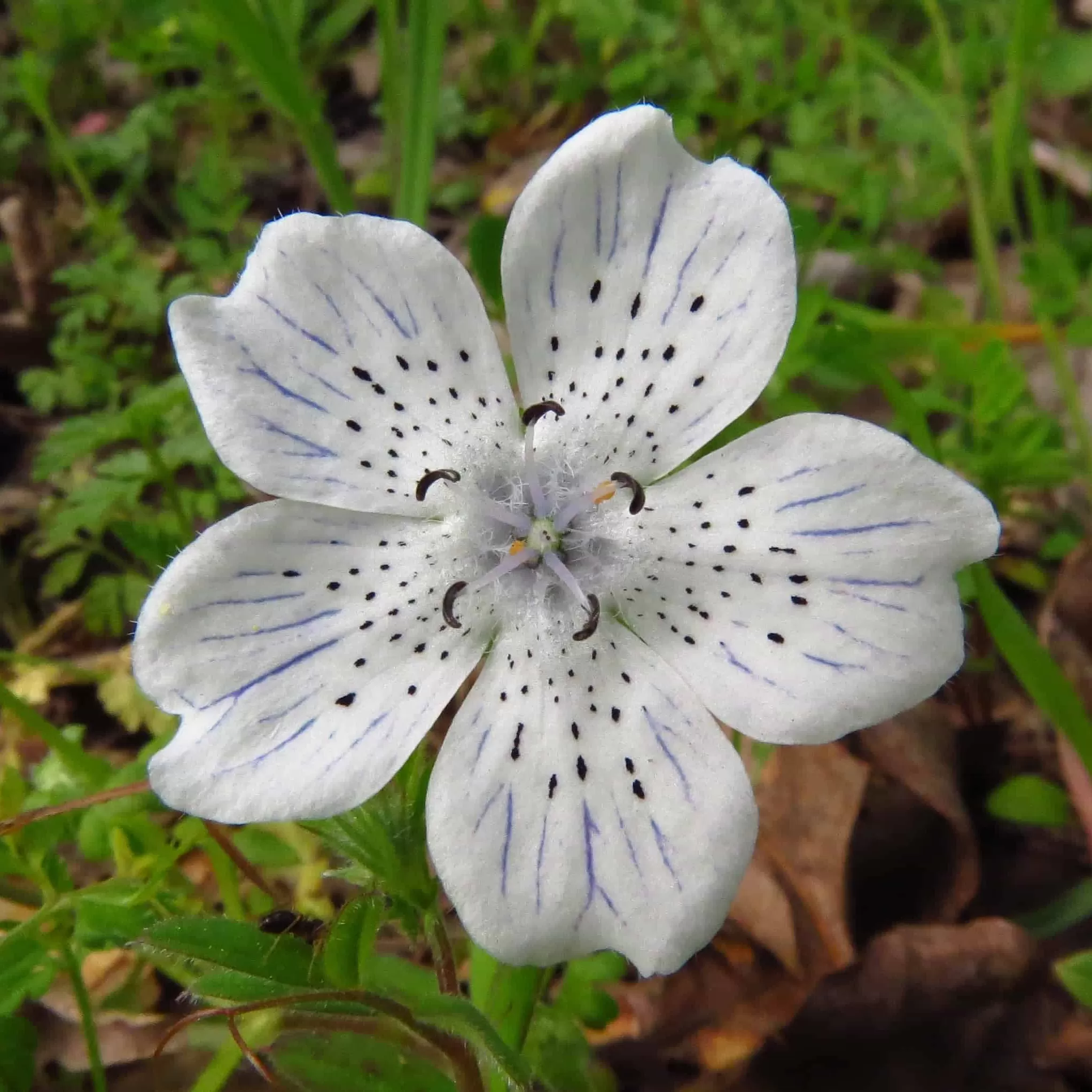 Nemophila Çiçeği