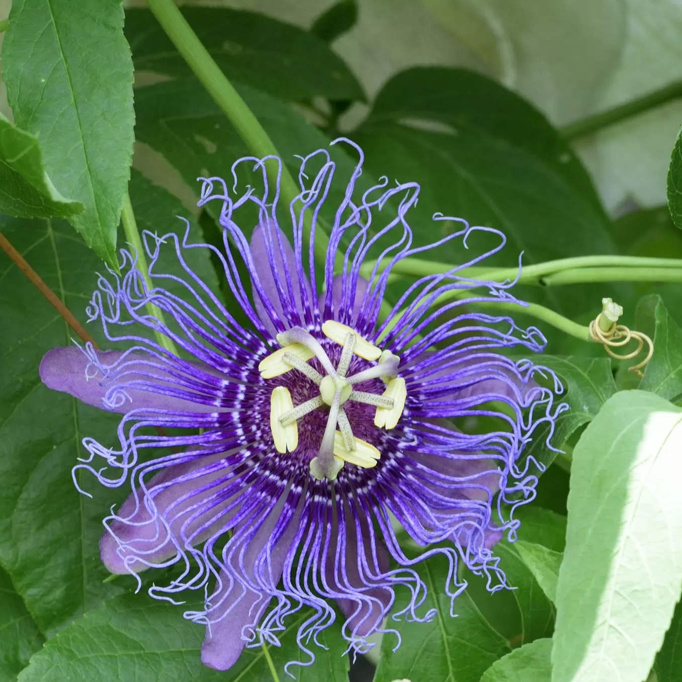Passiflora(Çarkıfelek) Çiçeği Tohumu