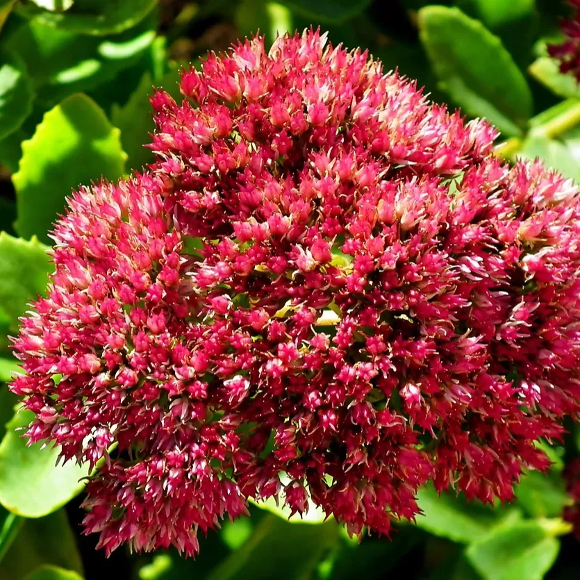 Sedum Çiçeği
