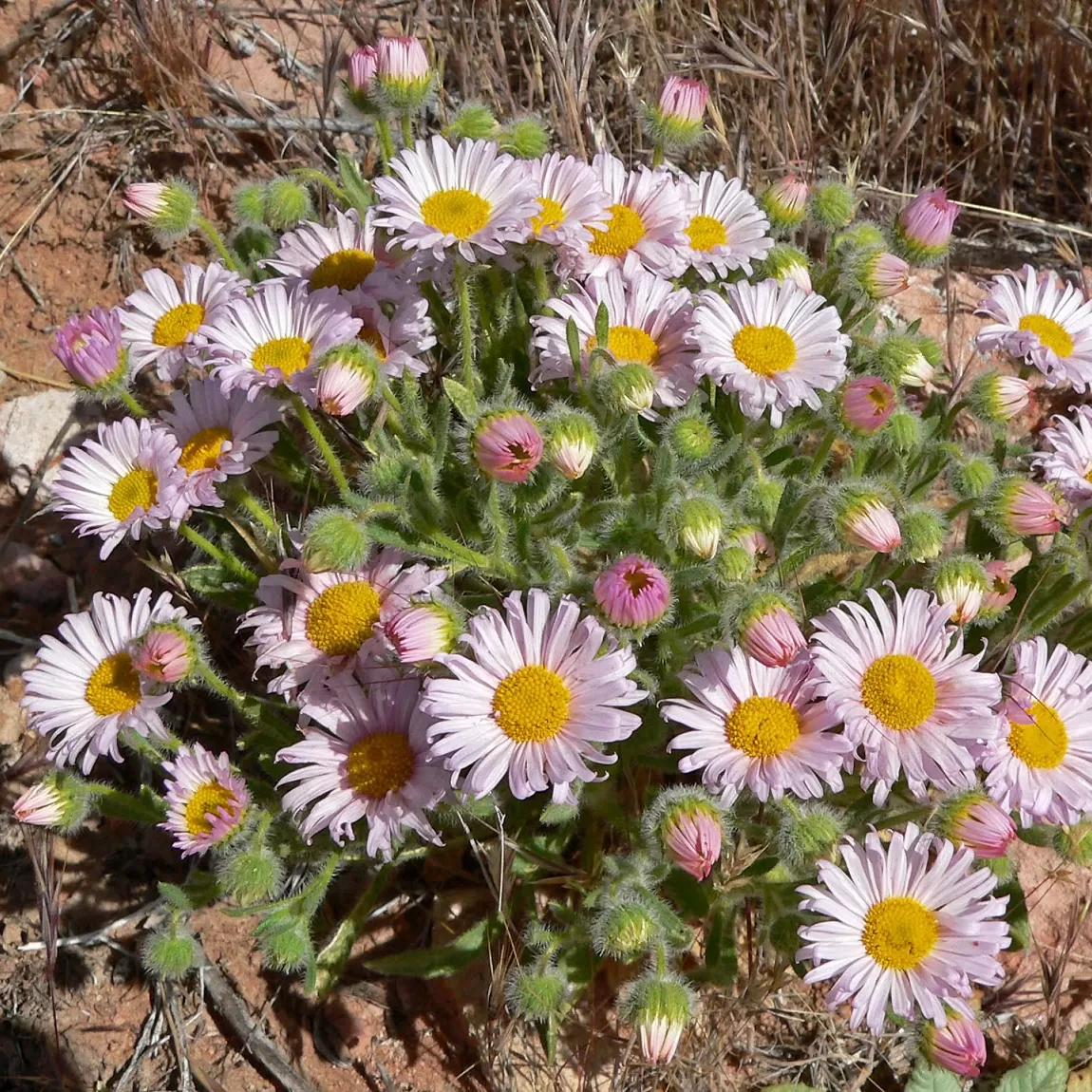 Erigeron Çiçeği Tohumu
