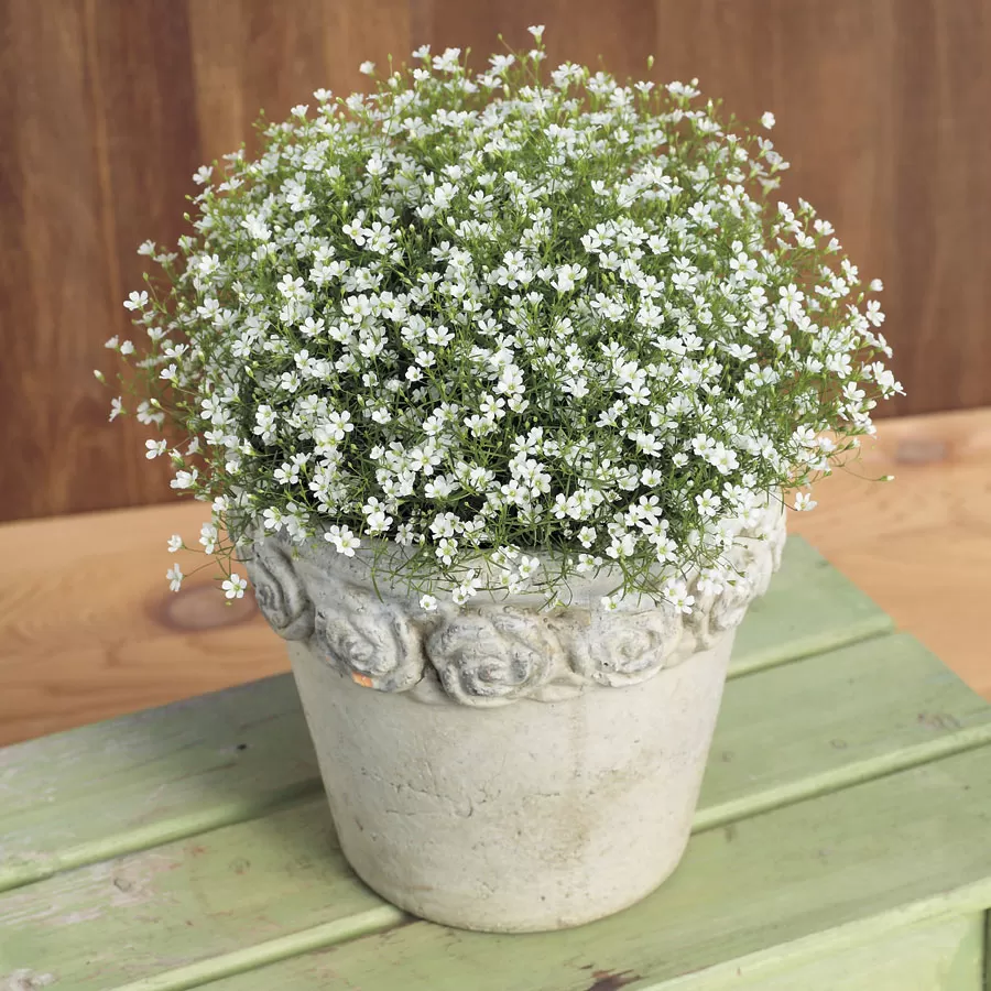 Gypsophila(Yıldız) Çiçeği Tohumu