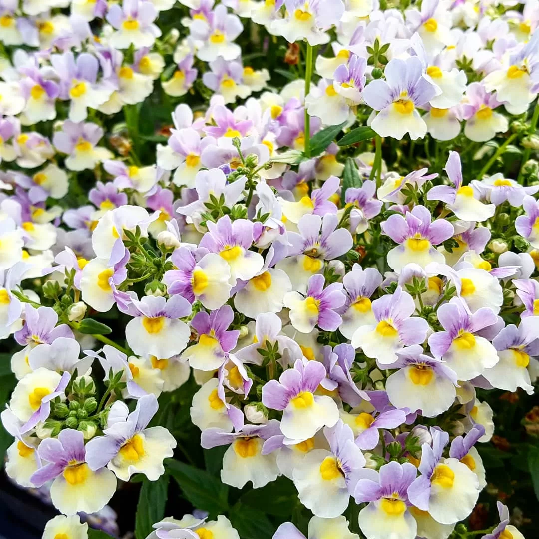 Nemesia Çiçeği