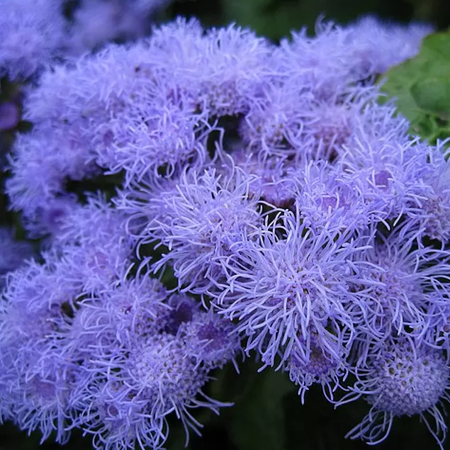 Ageratum(Vapur Dumanı) Çiçeği