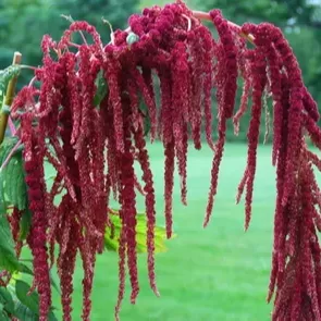 Amaranthus Çiçeği