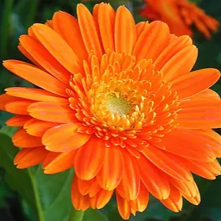 Aynısafa(Calendula) Çiçeği