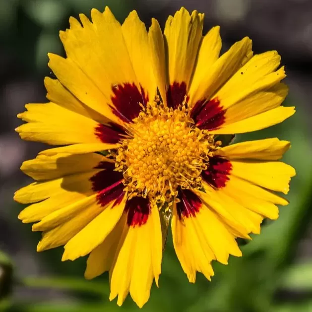 Coreopsis Kız Gözü Çiçeği