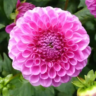 Dahlia Çiçeği