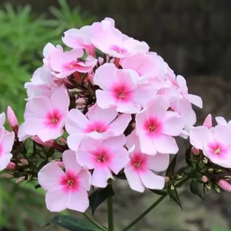 Floks(Phlox) Çiçeği Tohumu