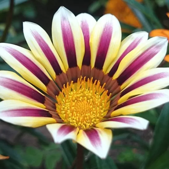 Gazanya(Gazania) Çiçeği