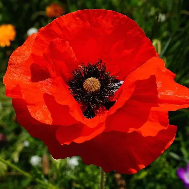 Gelincik(Papaver) Çiçeği