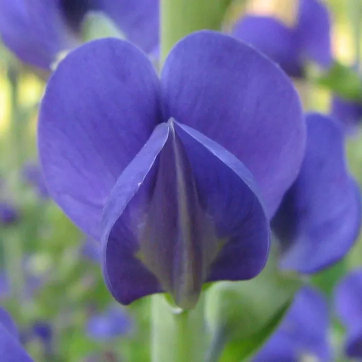 Indigo Çiçeği