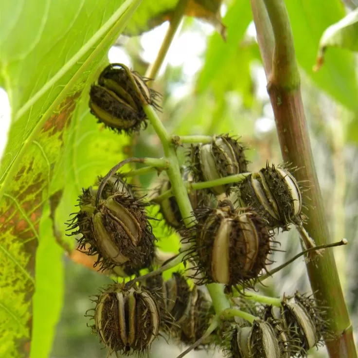 Kene(Castor Bean) Çiçeği Tohumu